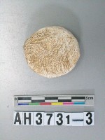 藏品(圓形貝核)的圖片